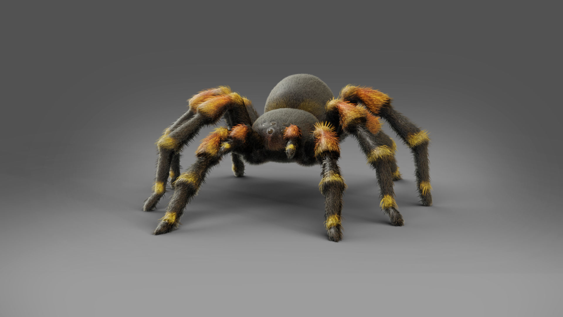 3D Spider Tarantula Rigged and Animation Low-poly 3D model_3