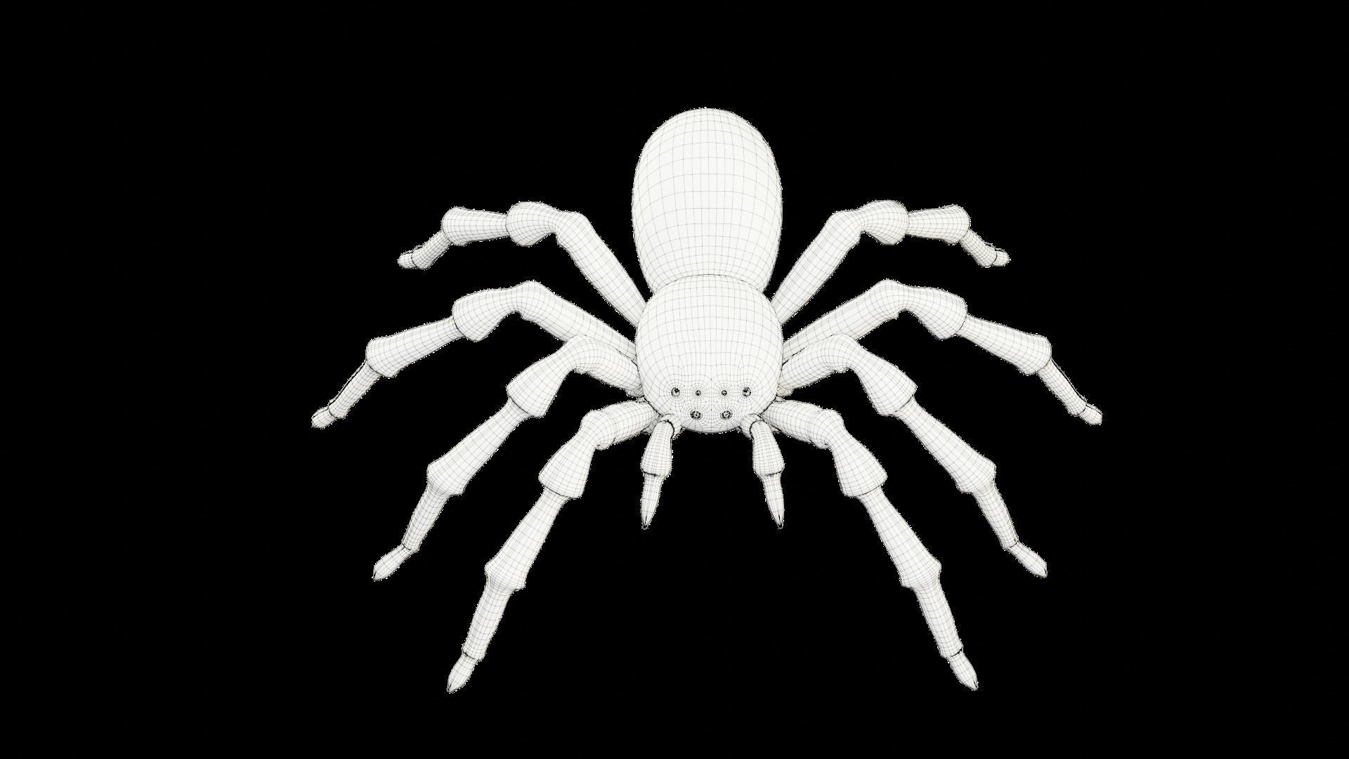 3D Spider Tarantula Rigged and Animation Low-poly 3D model_8