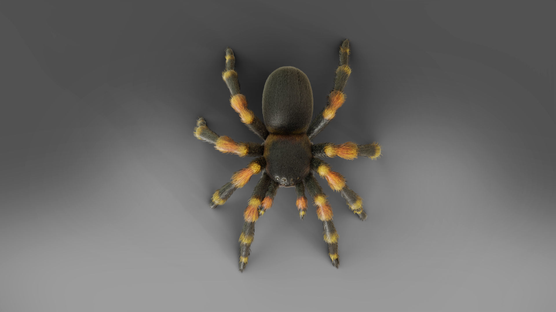 3D Spider Tarantula Rigged and Animation Low-poly 3D model_4