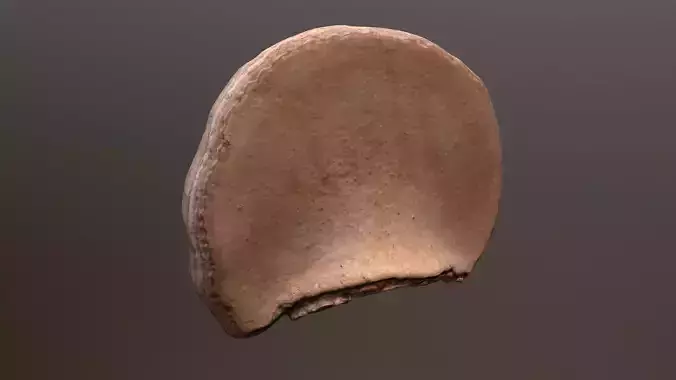 Horseshoe Fungus Low-poly 3D model