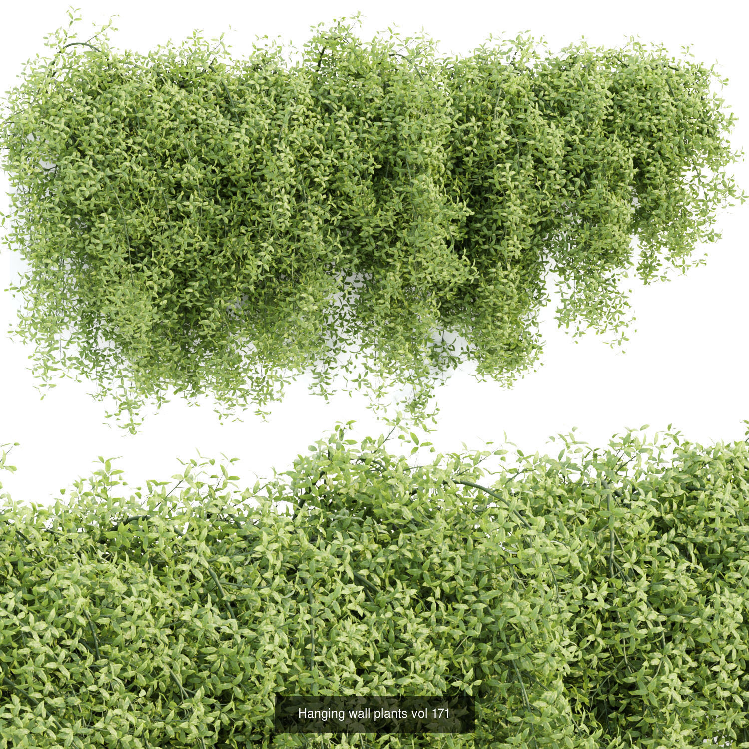 Hanging wall creeper plants collection vol 8 _3