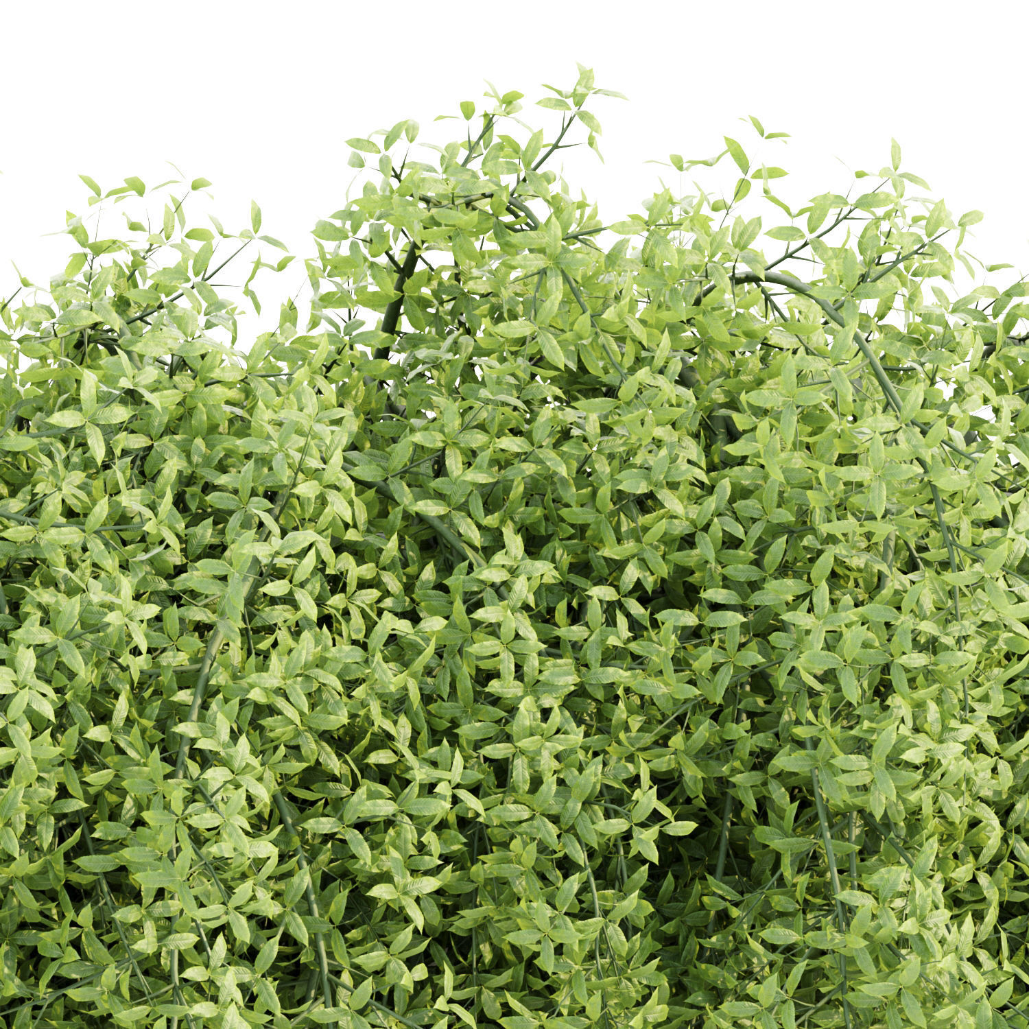 Hanging wall creeper plants collection vol 8 _10