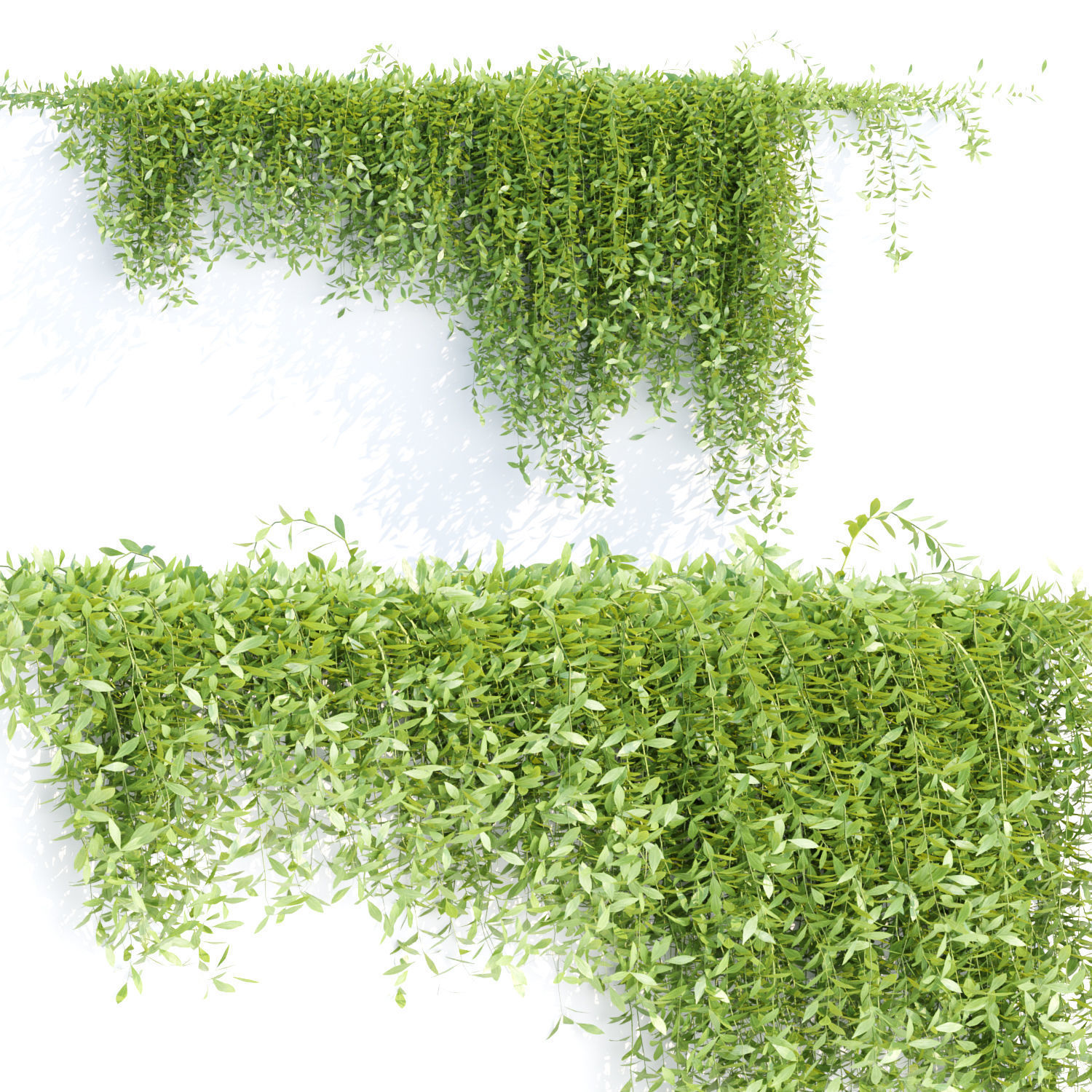 Hanging wall creeper plants collection vol 8 _5