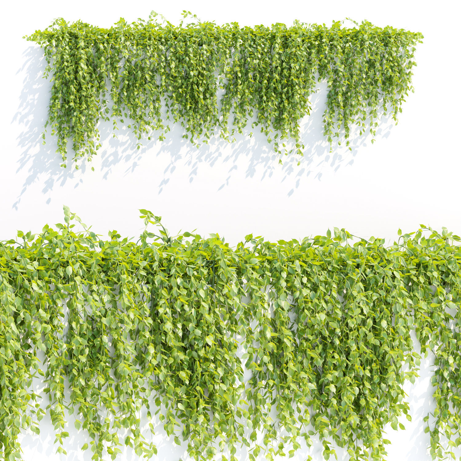 Hanging wall creeper plants collection vol 8 _8