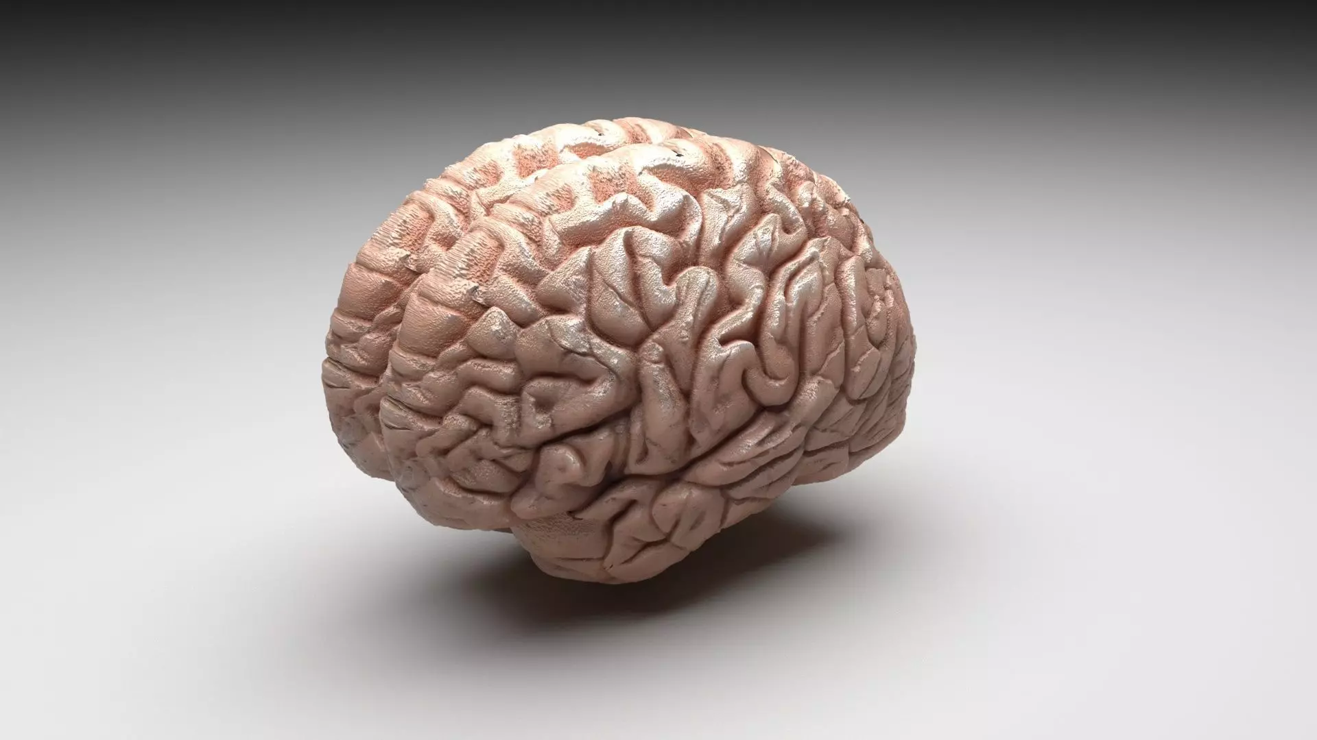 Human Brain 3D model