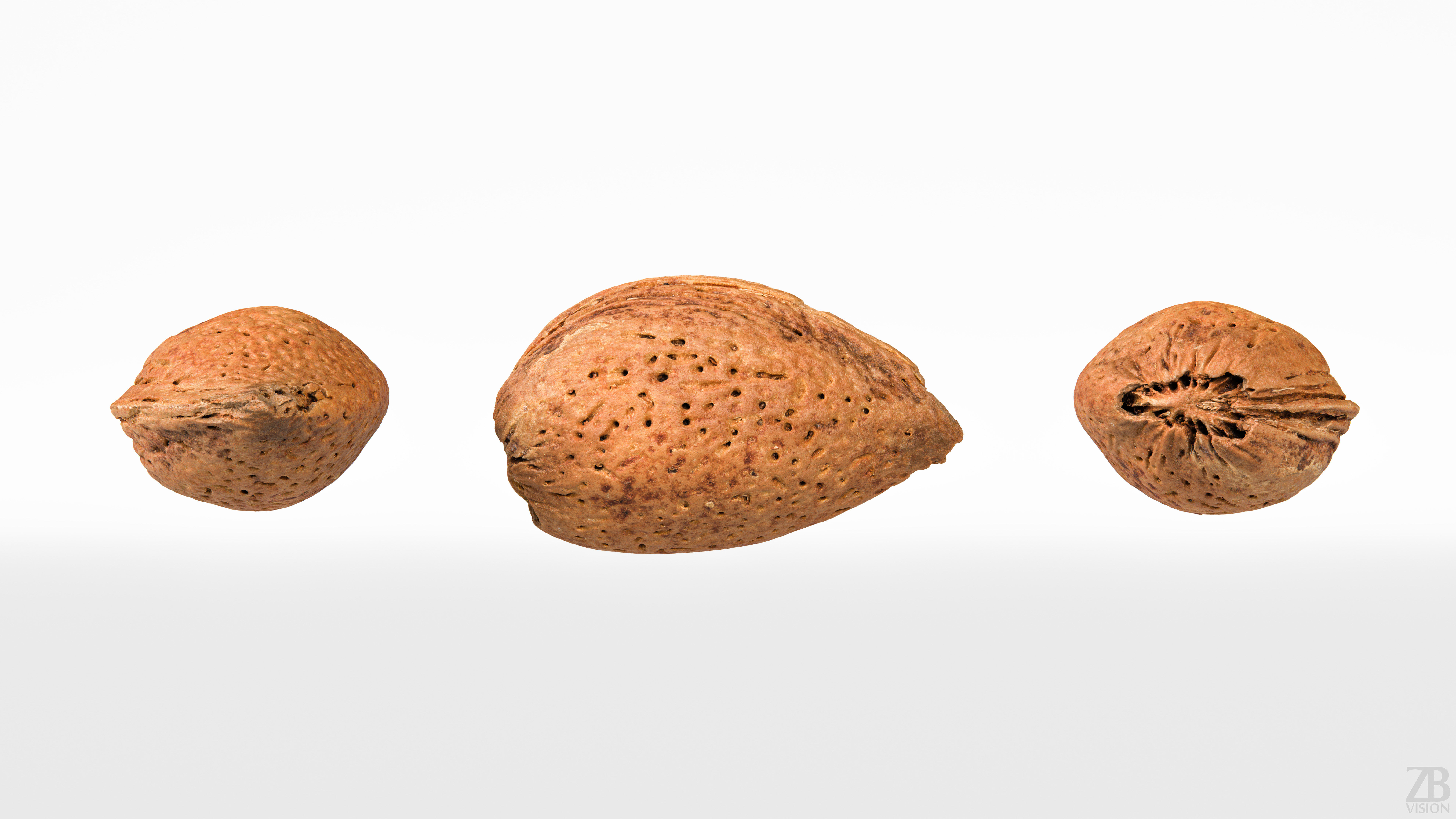 Almond 3D model_4