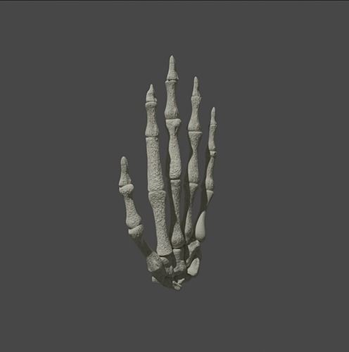 Skeleton Hand 3D model_4