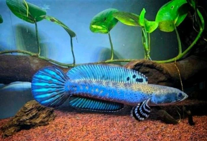 Blue Channa 3D model_1