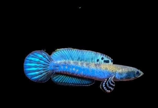 Blue Channa 3D model_2