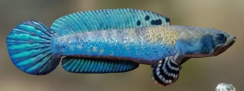 Blue Channa 3D model_0