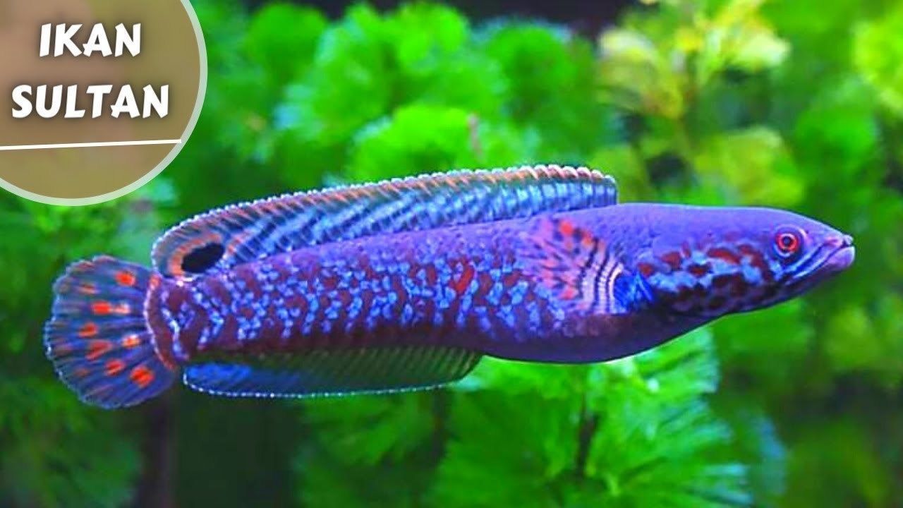 Purple Channa 3D model_1