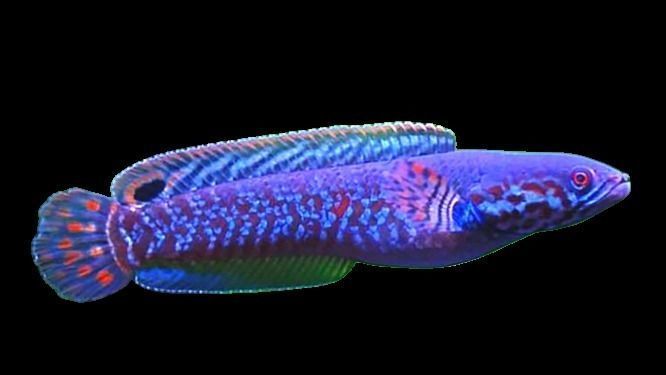 Purple Channa 3D model_2