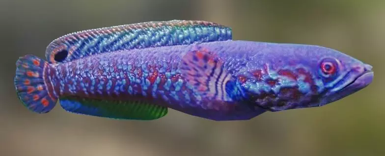 Purple Channa 3D model_0