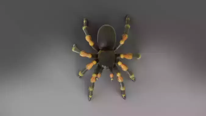 3D Spider Tarantula Rigged  Low-poly 3D model