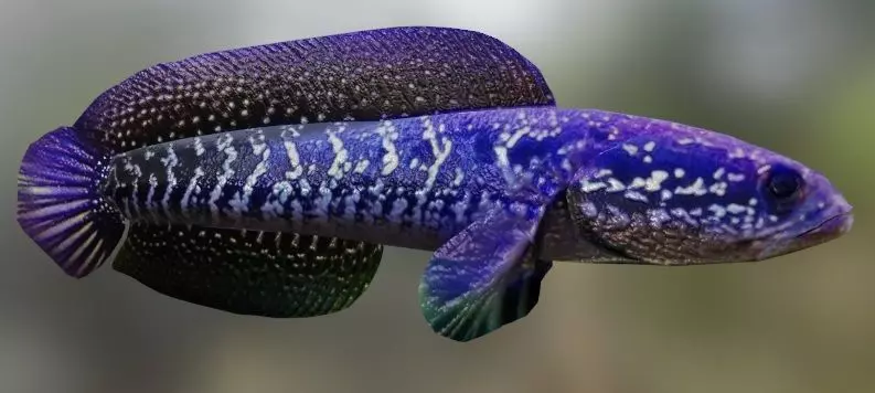 Purple Channa V2 3D model_0