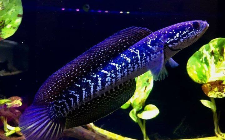 Purple Channa V2 3D model_1