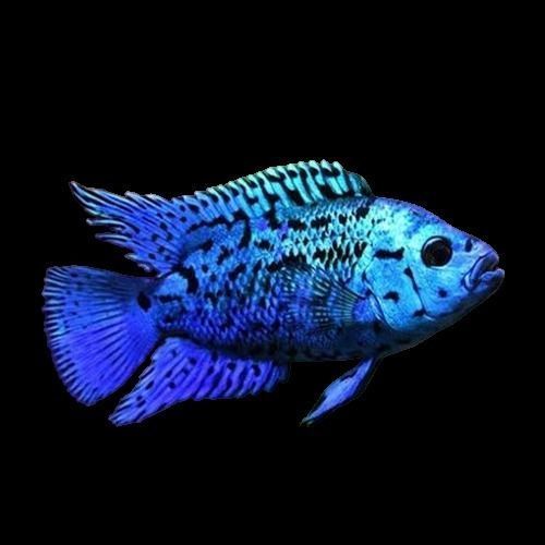 Blue Cichlid Fish 3D model_2