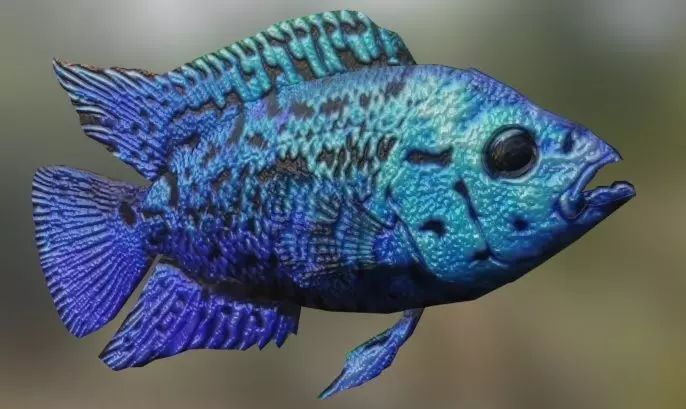 Blue Cichlid Fish 3D model_0