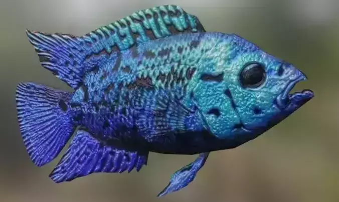 Blue Cichlid Fish