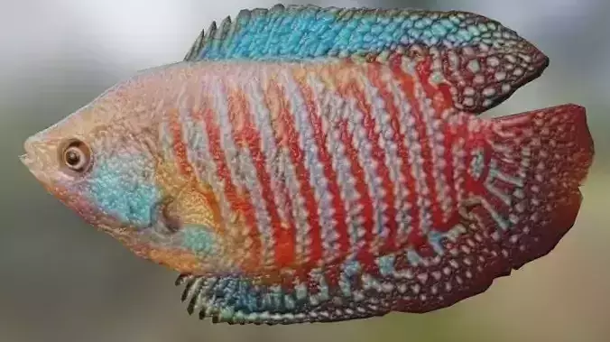 Gourami Fish