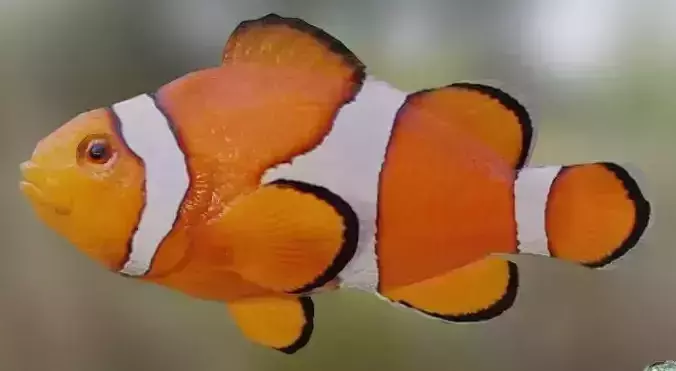 Nemo Fish