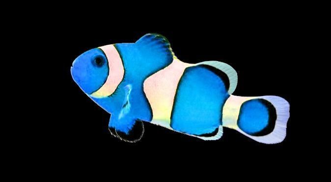 Blue Nemo Fish 3D model_2