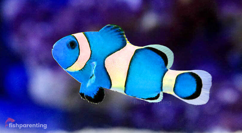 Blue Nemo Fish 3D model_1