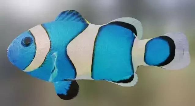 Blue Nemo Fish