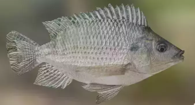 Ikan Nila