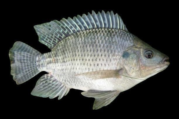 Ikan Nila 3D model_2