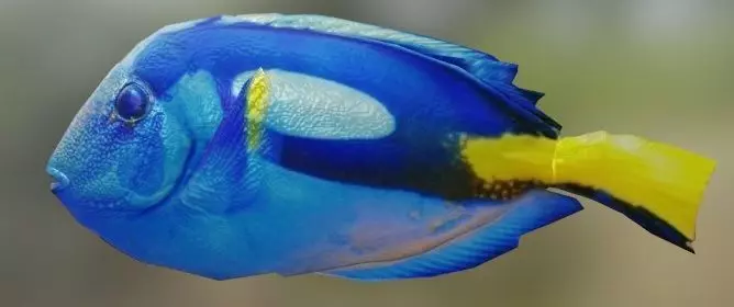 Dory Fish 3D model