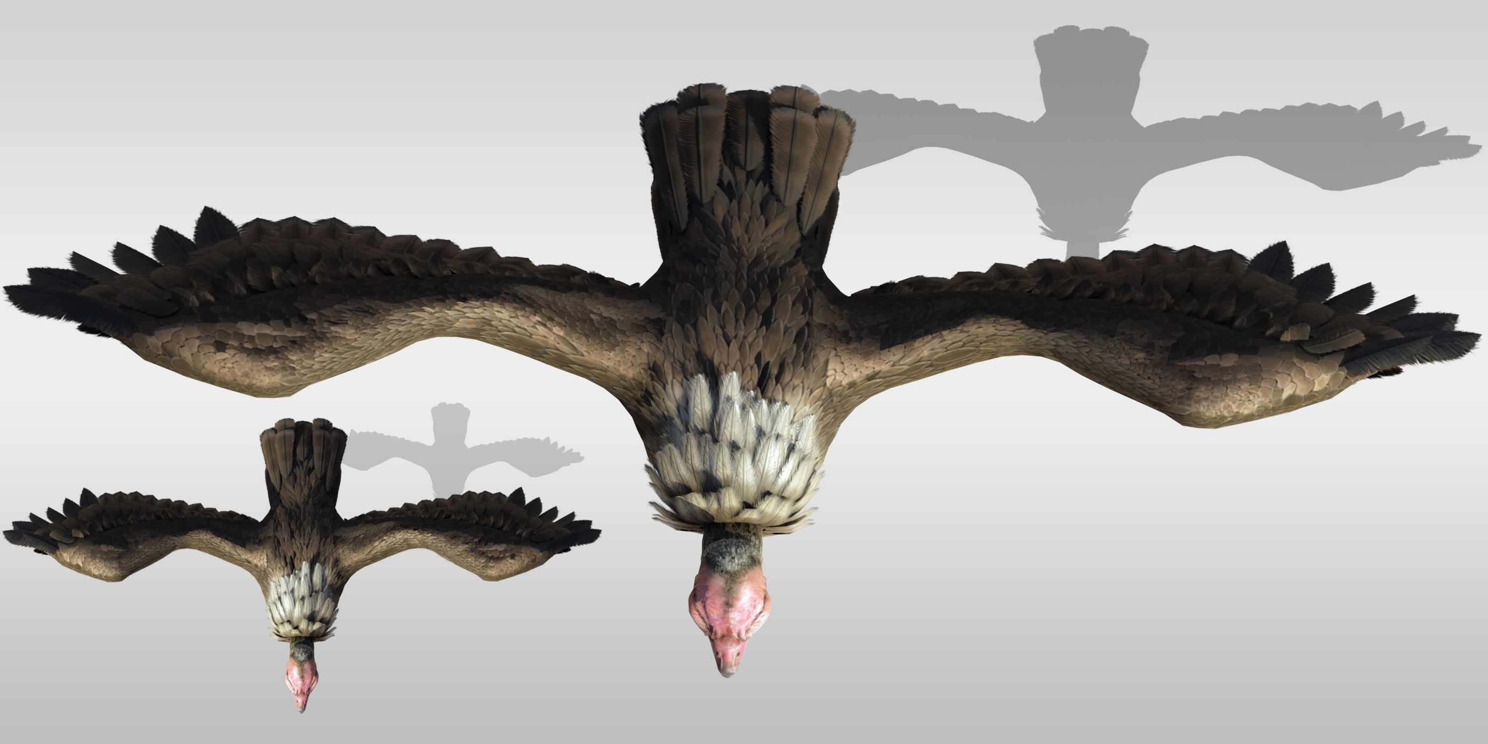 Realistic Vulture Bird Rigged 3D model_4