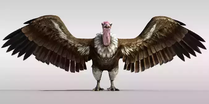 Realistic Vulture Bird Rigged 3D model