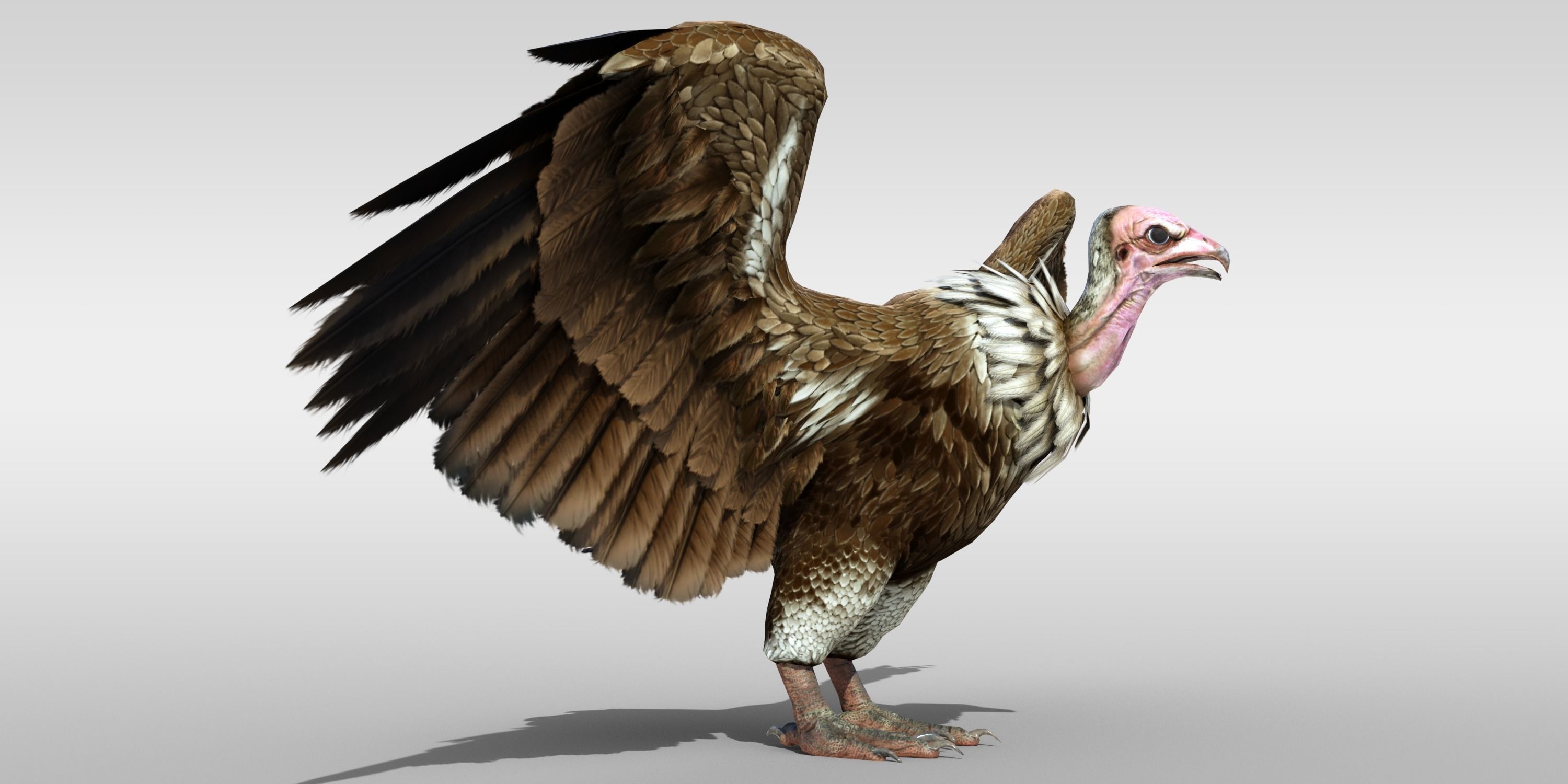 Realistic Vulture Bird Rigged 3D model_5