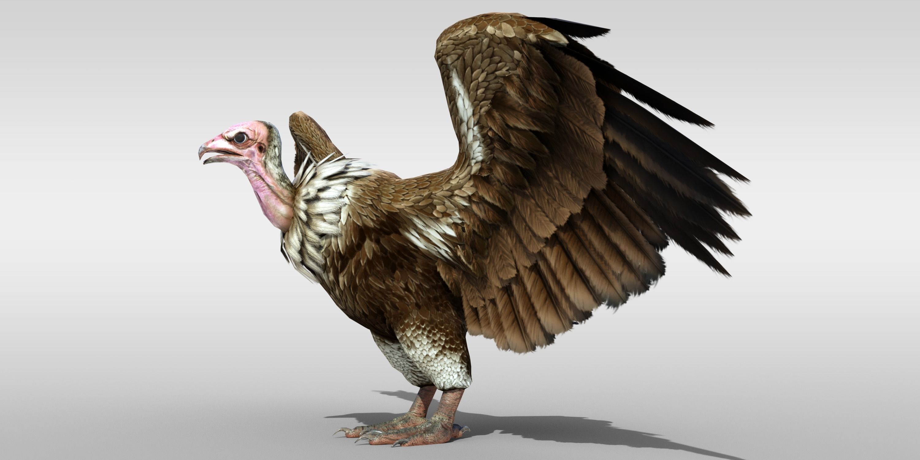 Realistic Vulture Bird Rigged 3D model_1