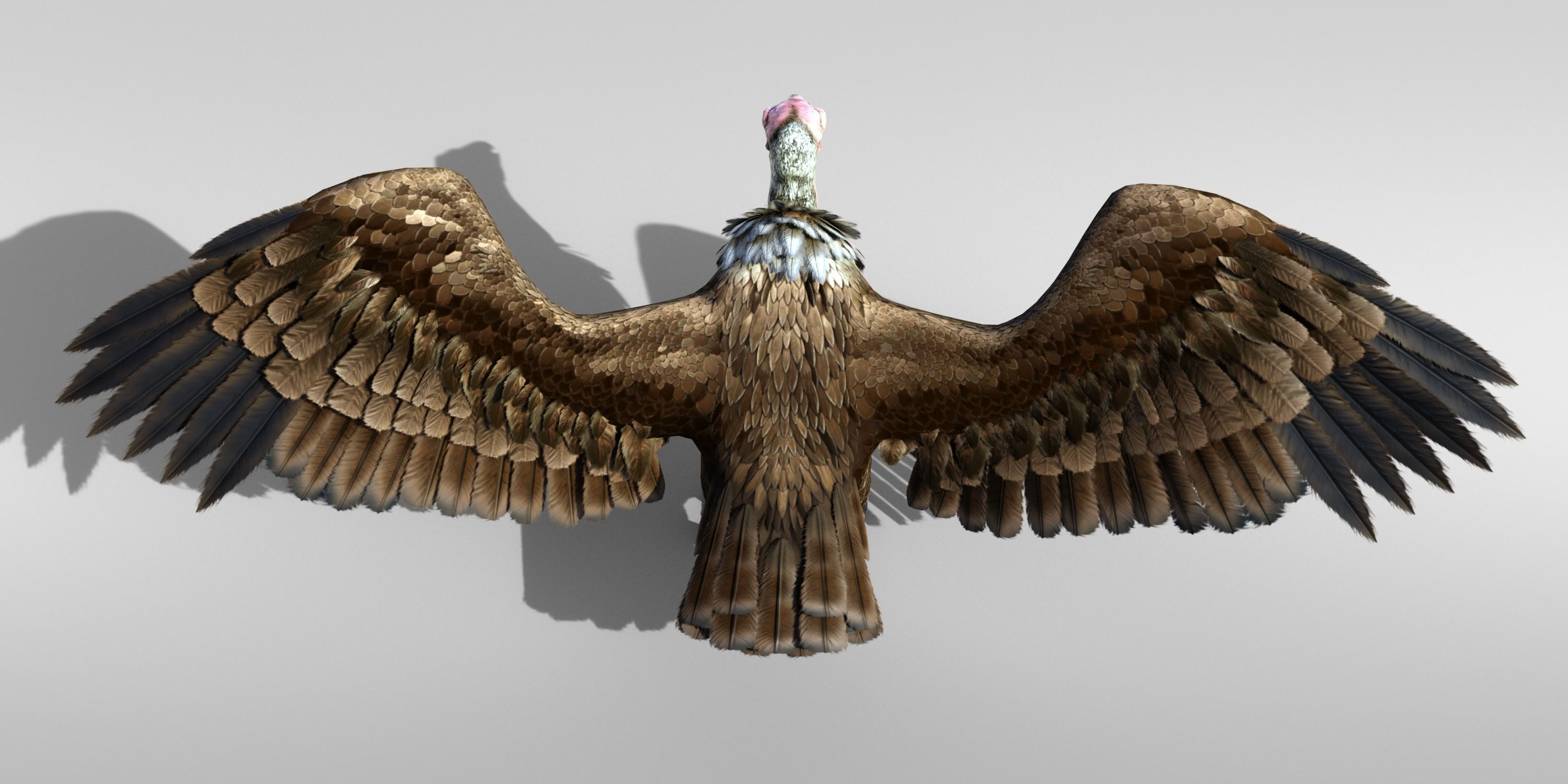 Realistic Vulture Bird Rigged 3D model_2