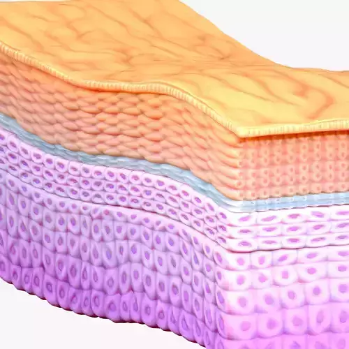 Epidermis Cross Section 3D model