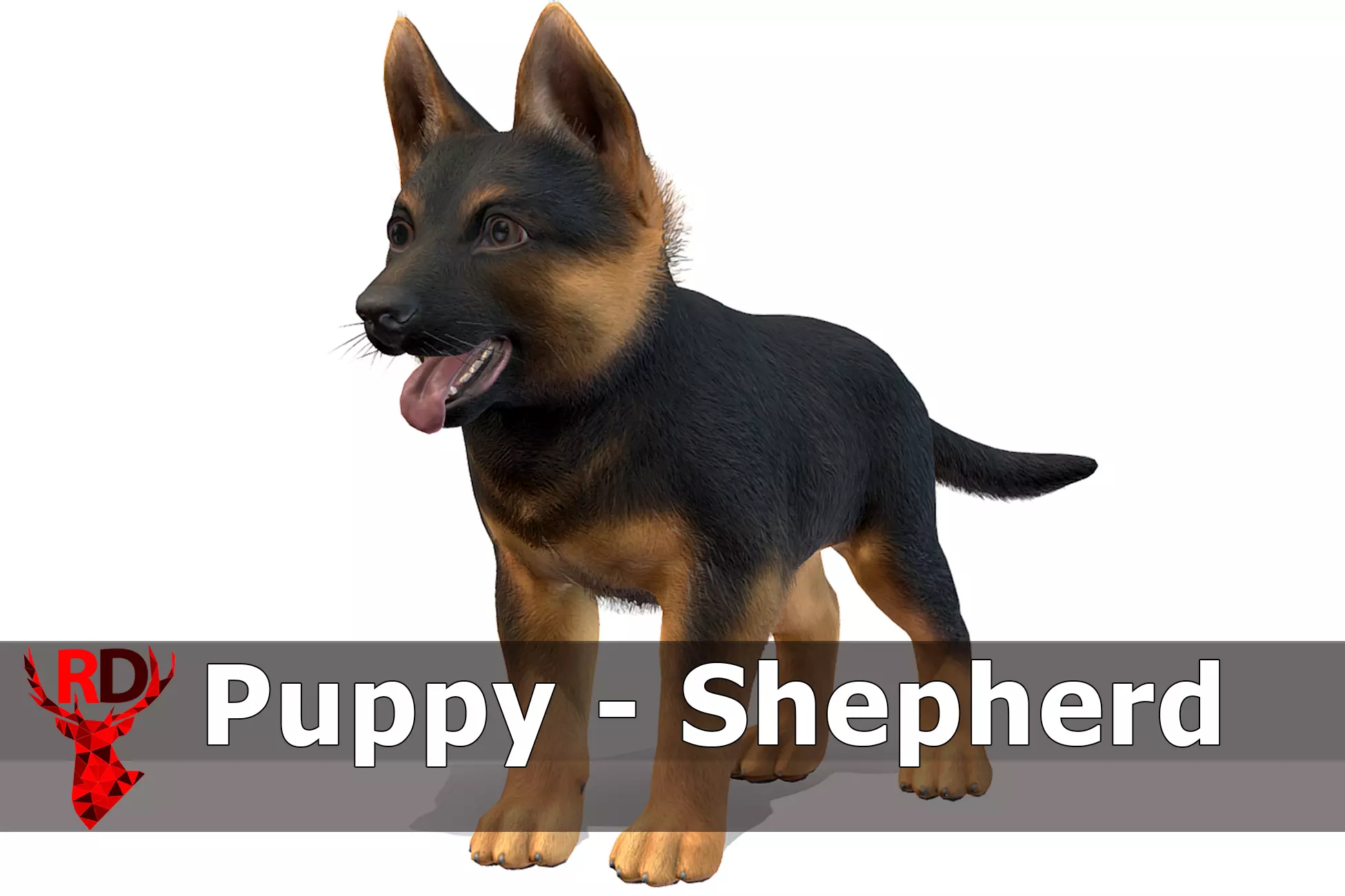 Puppy - Shephed Low-poly 3D model_0