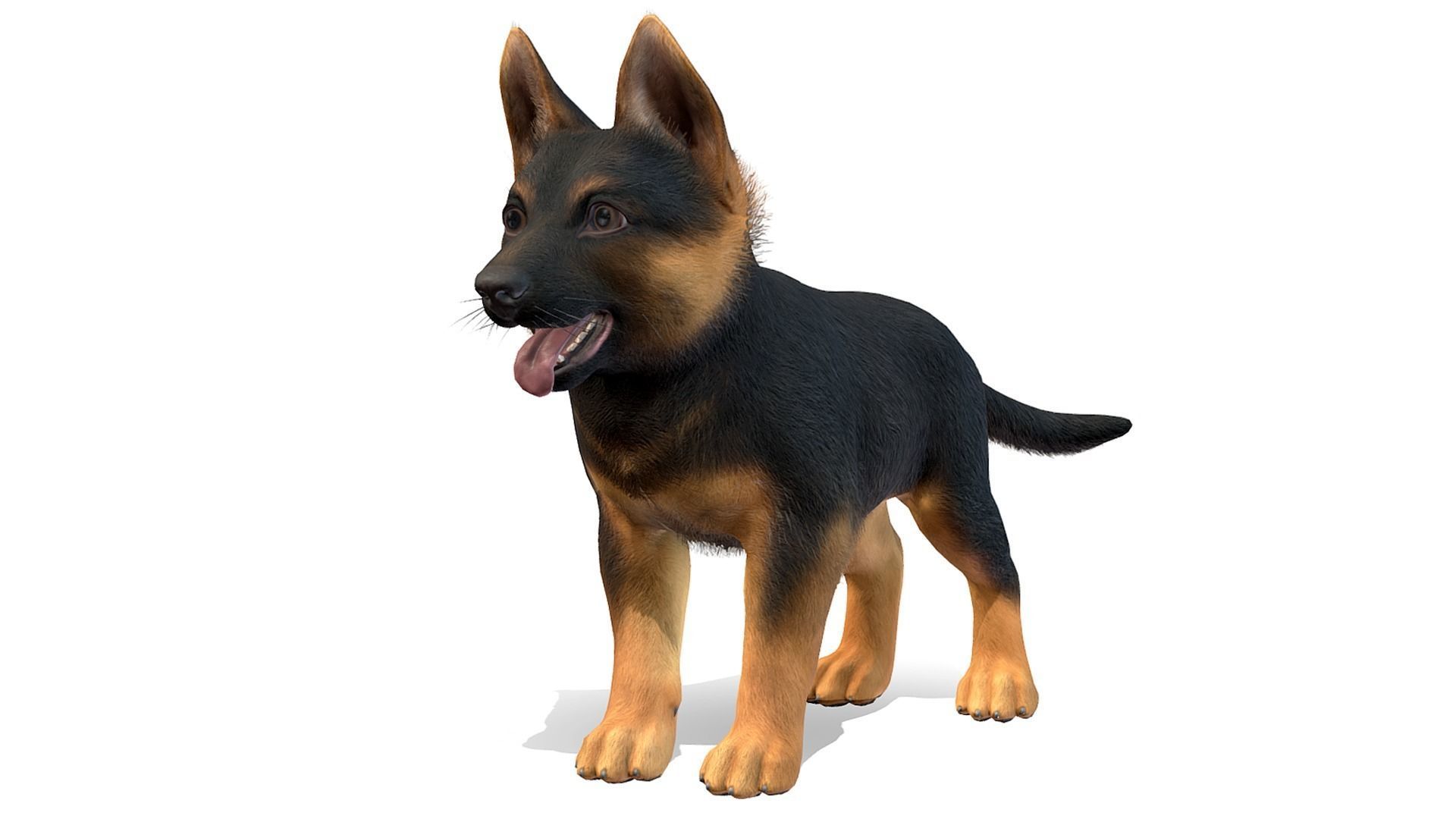 Puppy - Shephed Low-poly 3D model_1