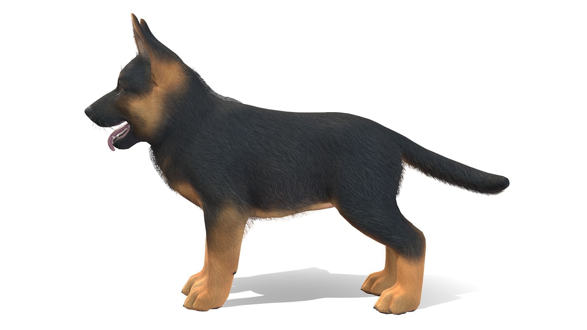 Puppy - Shephed Low-poly 3D model_4