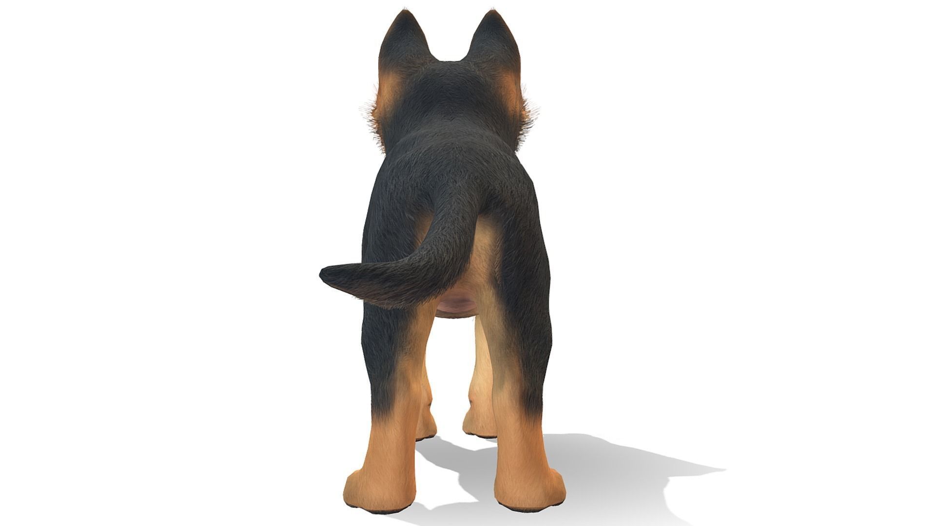 Puppy - Shephed Low-poly 3D model_3