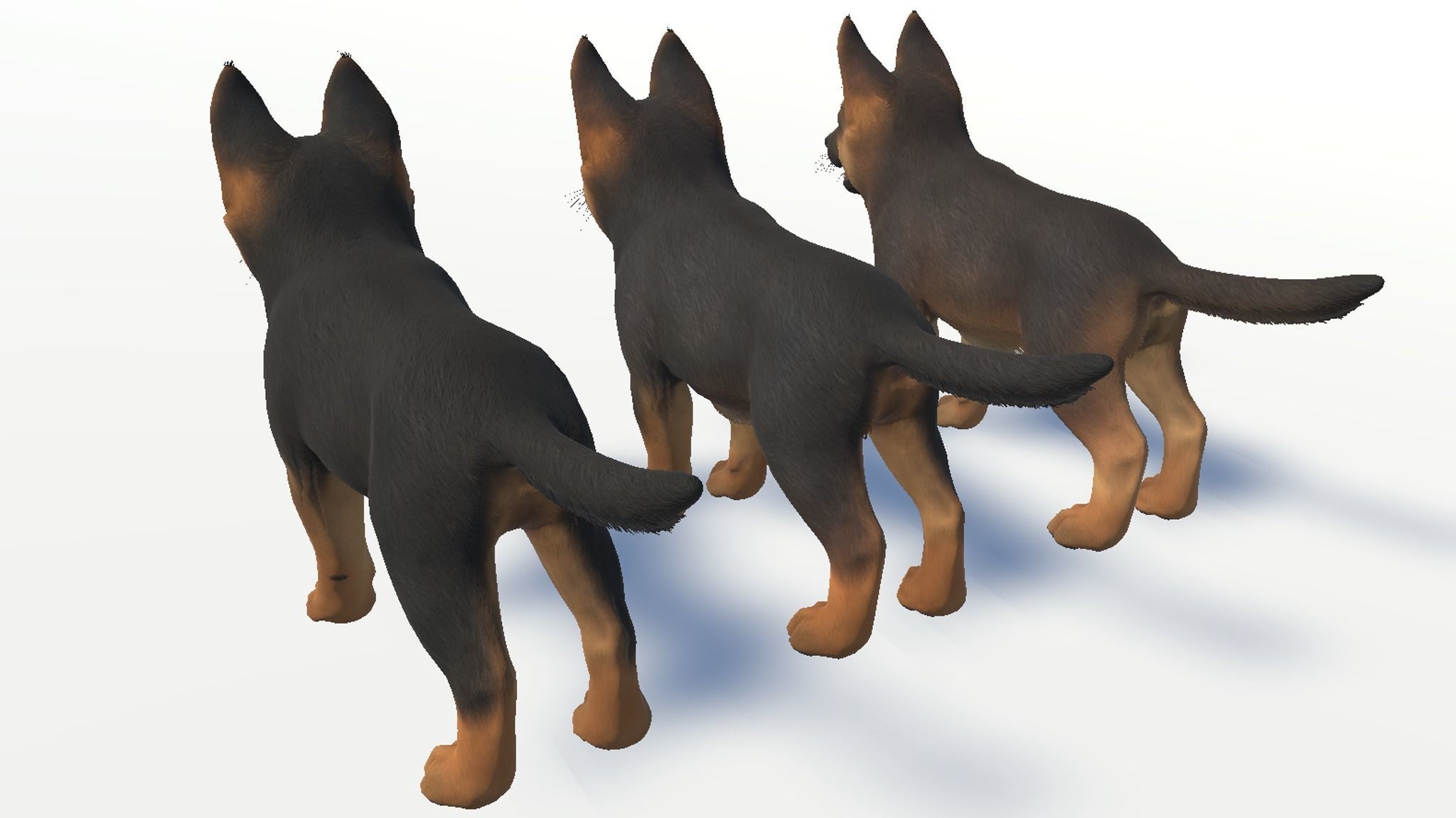 Puppy - Shephed Low-poly 3D model_17