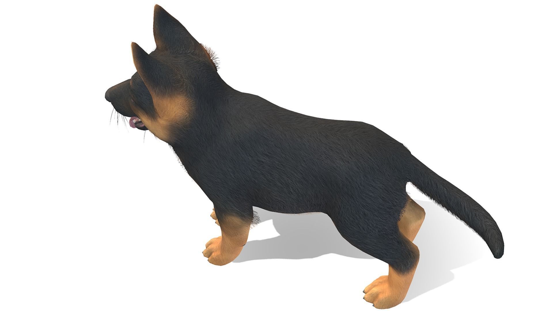 Puppy - Shephed Low-poly 3D model_7