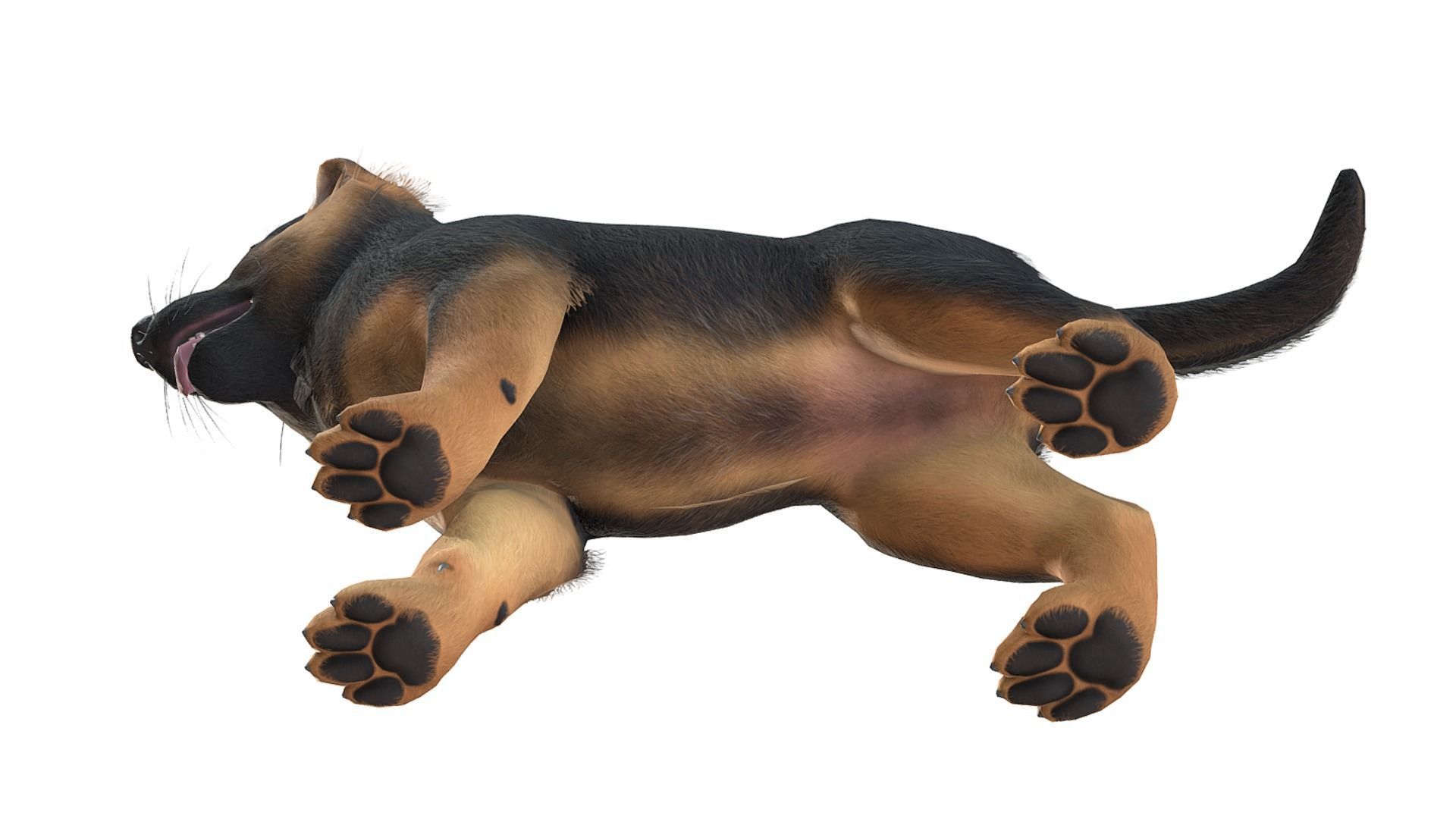 Puppy - Shephed Low-poly 3D model_8