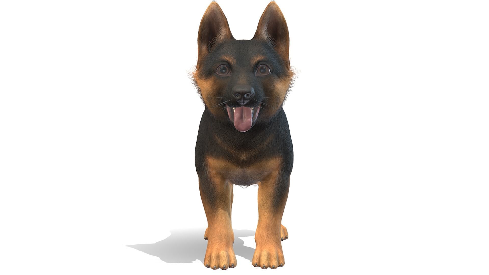 Puppy - Shephed Low-poly 3D model_5
