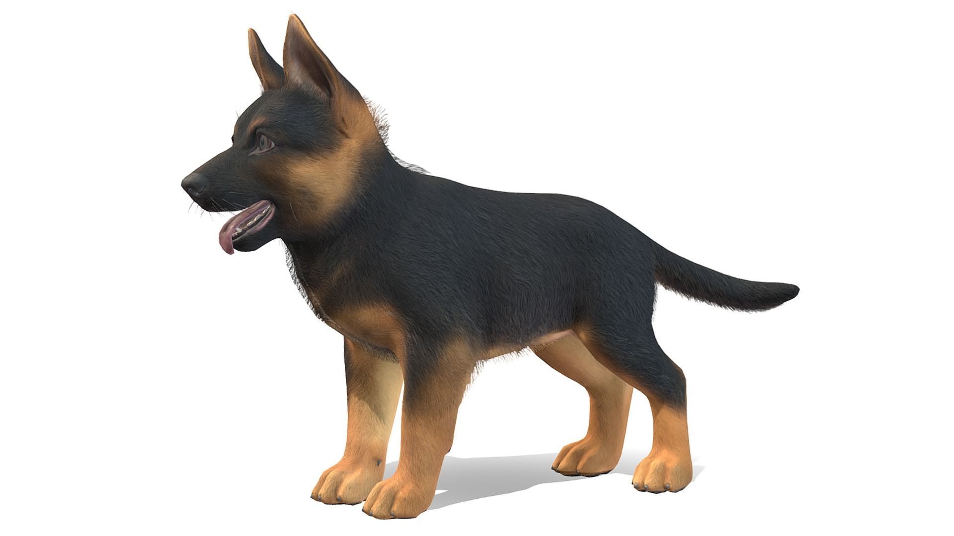 Puppy - Shephed Low-poly 3D model_2