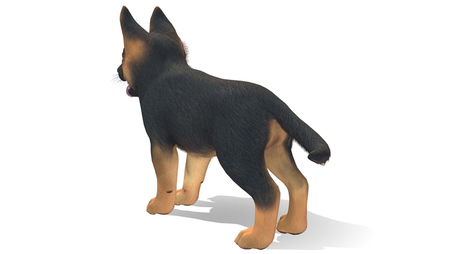Puppy - Shephed Low-poly 3D model_6