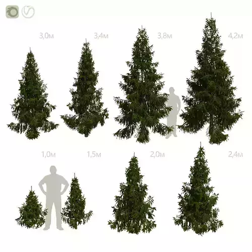 Spruce 4m and less 3D model