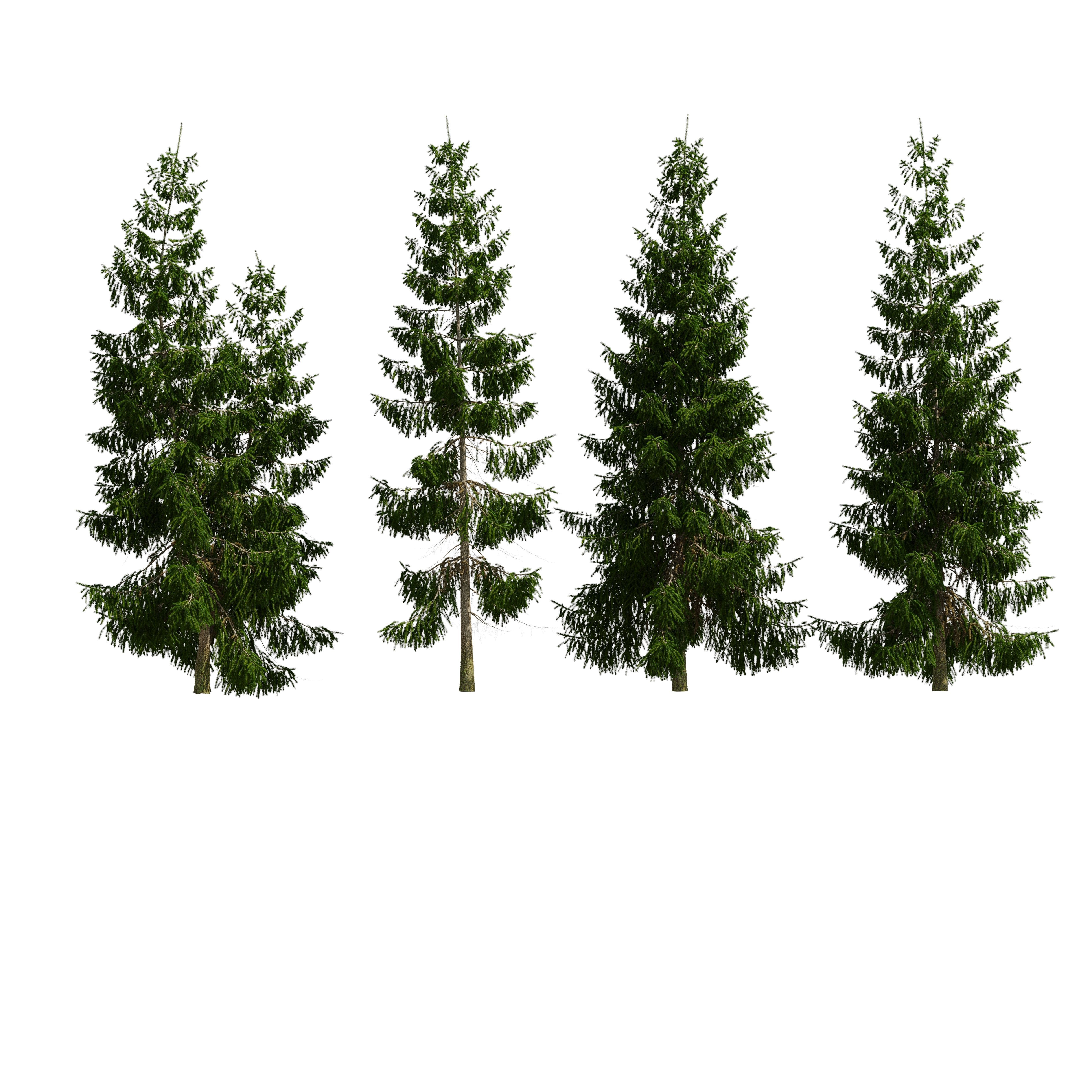 Spruce 6m 3D model_20