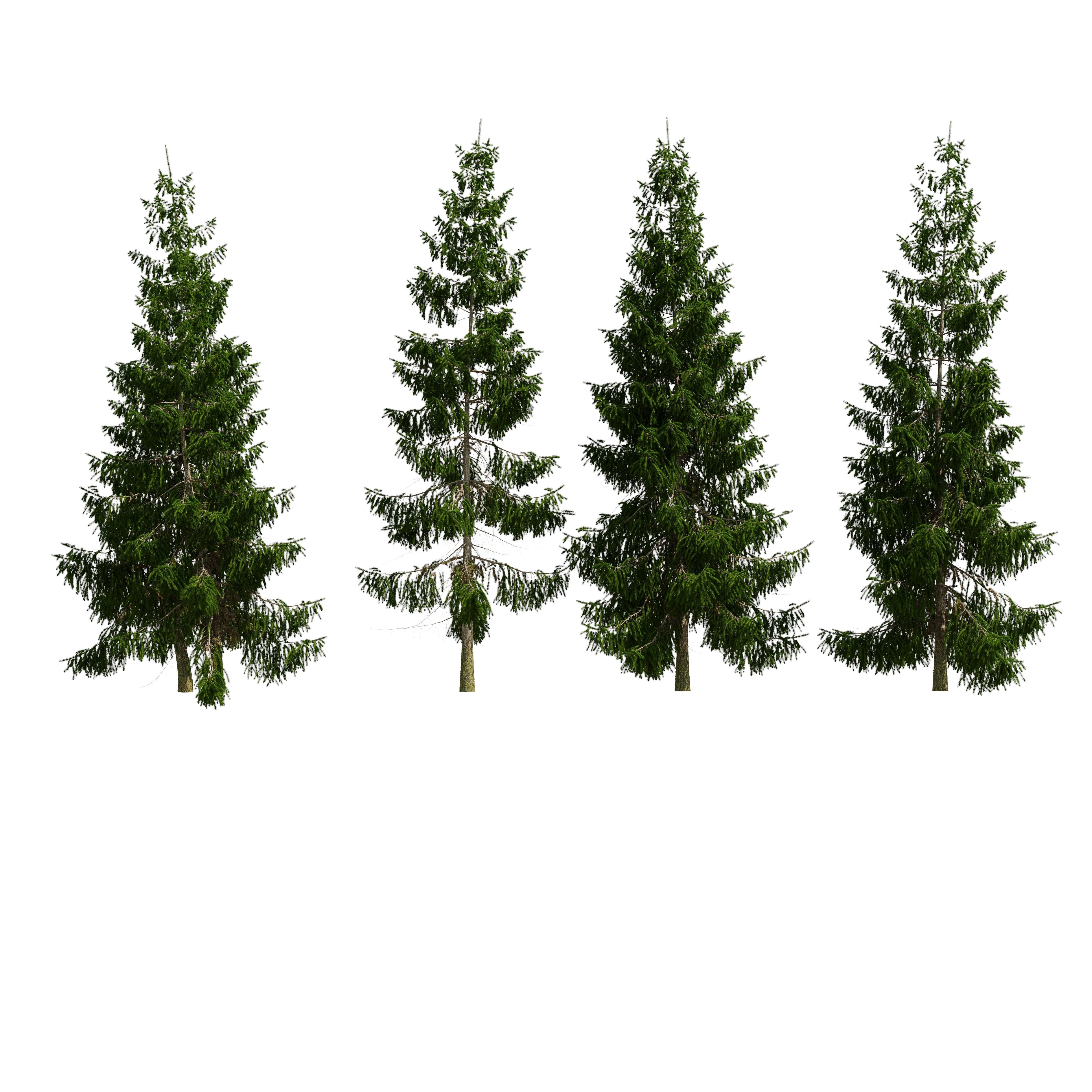 Spruce 6m 3D model_10